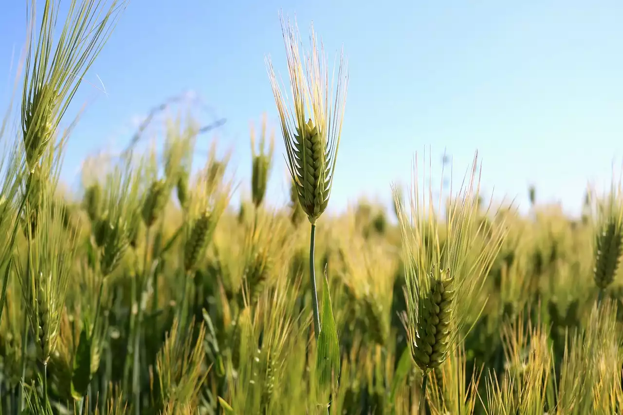 Les sources cachées de gluten dans votre alimentation